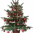 ARBOLES NAVIDEÑOS